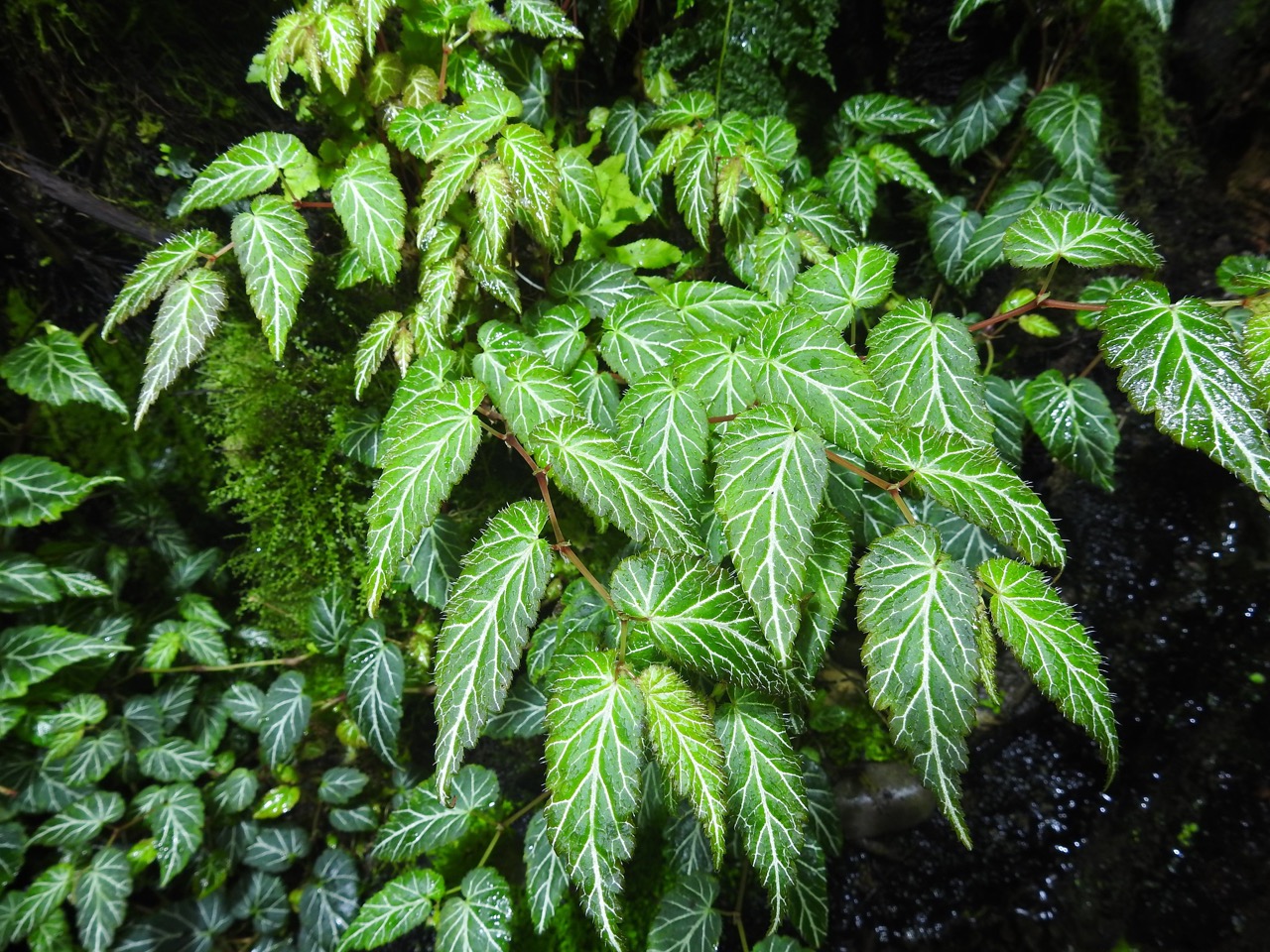 B. vareschii